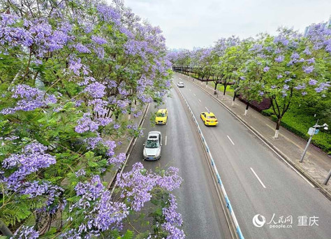 道路两旁蓝花楹将街道装点成“紫色海洋”。 人民网记者 冯文彦摄