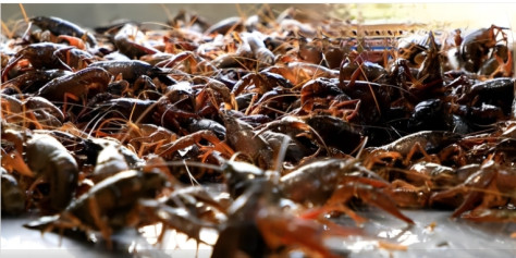 “夜宵顶流”新鲜上市！温州苍南养殖户喜迎小龙虾丰收