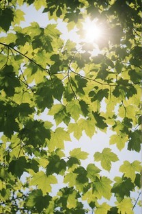 阳光下的树叶图片壁纸
