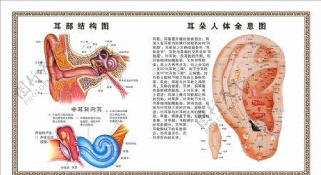 采耳耳朵结构图图片