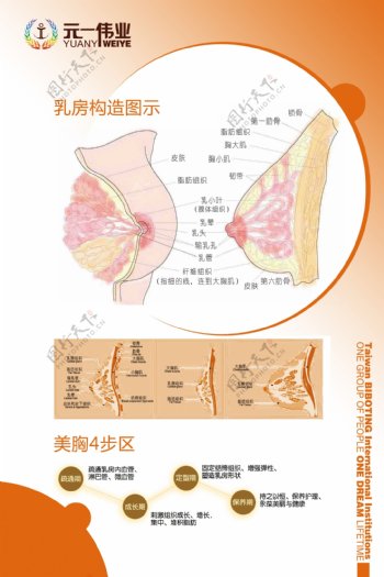 乳房构造