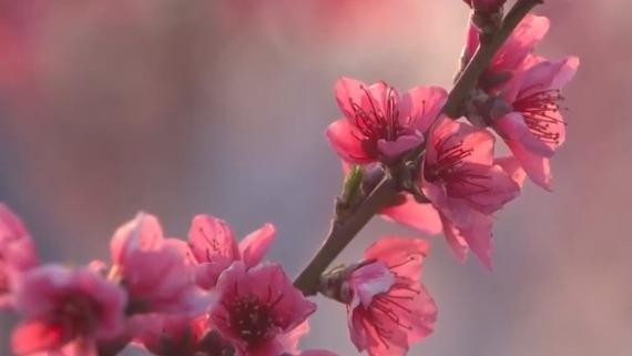 Peach blossoms paint picturesque scenes in SW China's Yunnan