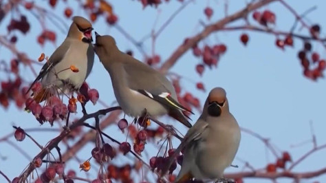 Waxwings frolic in NW China