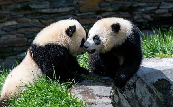 四川阿坝州：大熊猫“携娃”亲昵出镜