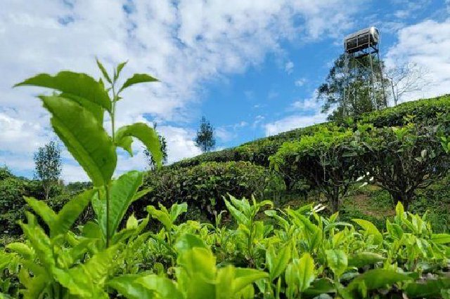 中国最南端茶叶产区首次实现茶叶出口海外
