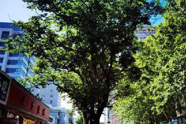 蚜虫生长期 康复中街行道树不断落“雨”！二七园林：打药防治