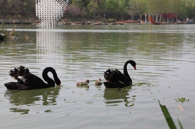 郑州市雕塑公园新添3只黑天鹅宝宝