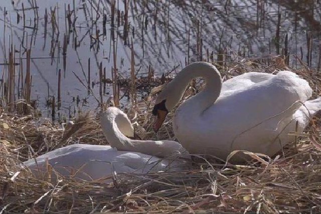 嘘，郑州北龙湖的天鹅正在筑巢孕育宝宝（组图）