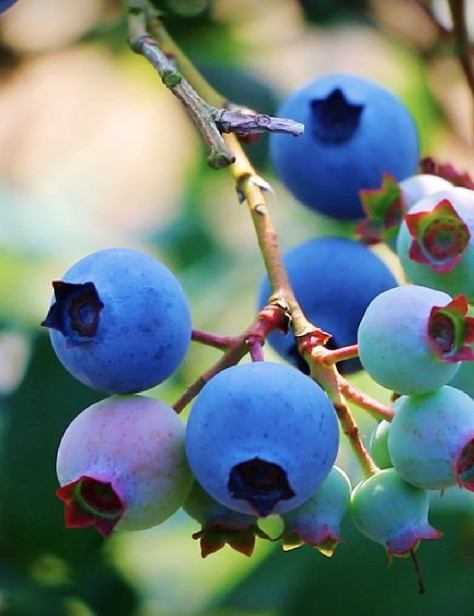 广州从化山泉灌溉助增收 蓝莓“绘出”好“蓝图”