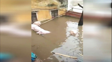 猪猪的逃生能力太强了，被洪水淹没的房屋，猪猪们都在等待救援
