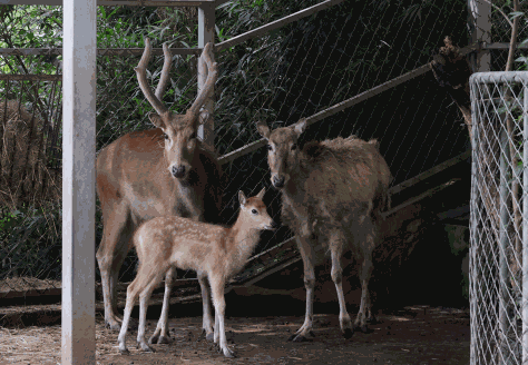 温州动物园“萌宝”春日上新！难得一见的小麋鹿满月了