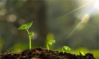 太神奇！瑞典科学家发明“电子土壤”，可使植物生长加快50%【附现代农业技术赛道观察图谱】
