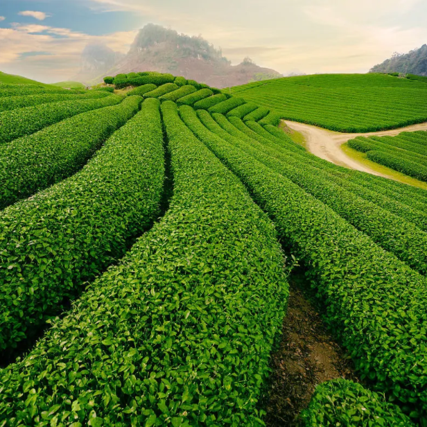 中国6大茶山排行榜