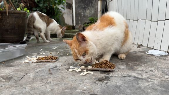 猫猫虽然被流浪了很多年，但每次都要回到曾经属于它的家门口才吃