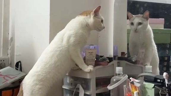 爱美的猫猫天天照镜子，还对着化妆品动手动脚，猫精灵