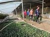安徽全椒：“订单育苗”助农增收