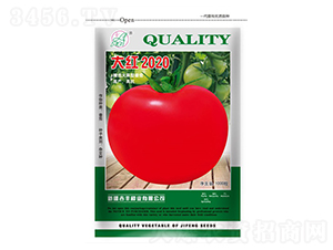 大红2020-番茄种子-吉丰种业