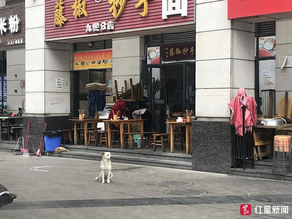 一只中华田园犬在街头张望