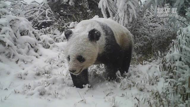 野生大熊猫踏雪而来