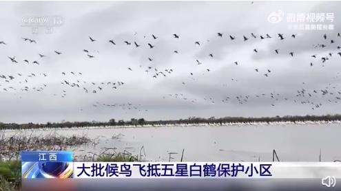 大批候鸟飞抵江西鄱阳湖越冬