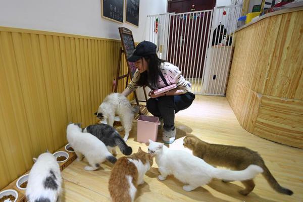 “宠物经济”趋热 杭州撸猫馆受热捧