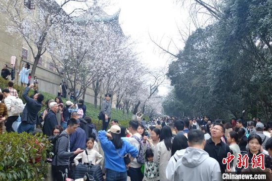 武汉大学发布赏樱政策 公众需预约入校