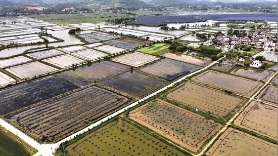 安徽20万吨稻田虾销往上海
